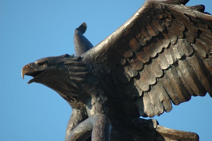 The eagle from the side
